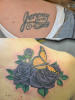 Coverup Roses.jpg